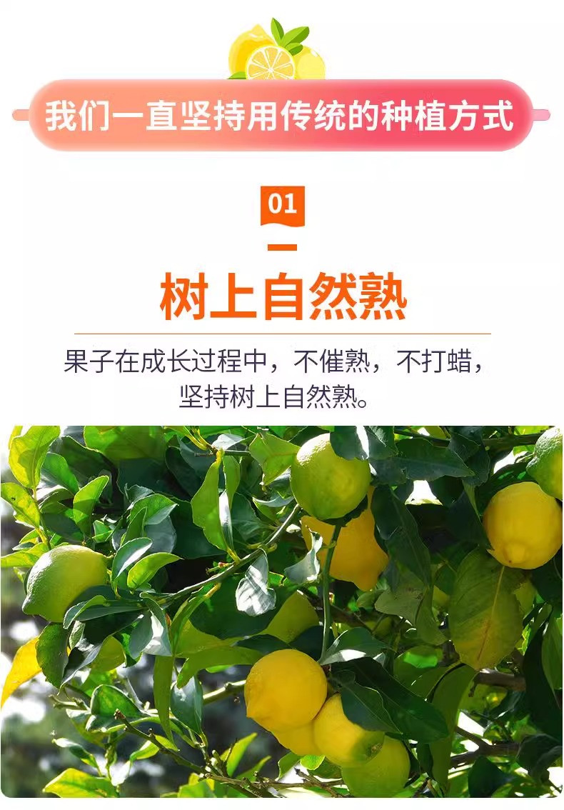 鲜小盼 安岳黄柠檬【6个装】单果80g+皮薄汁多奶茶店专用新鲜应季