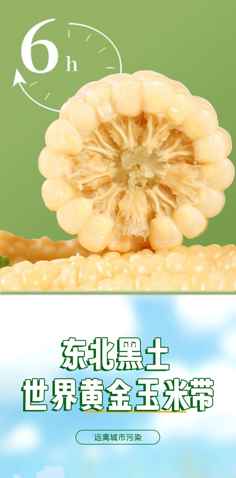 鲜小盼 大棒白糯玉米【8棒】280g+新鲜真空包装即食粗粮减脂代餐