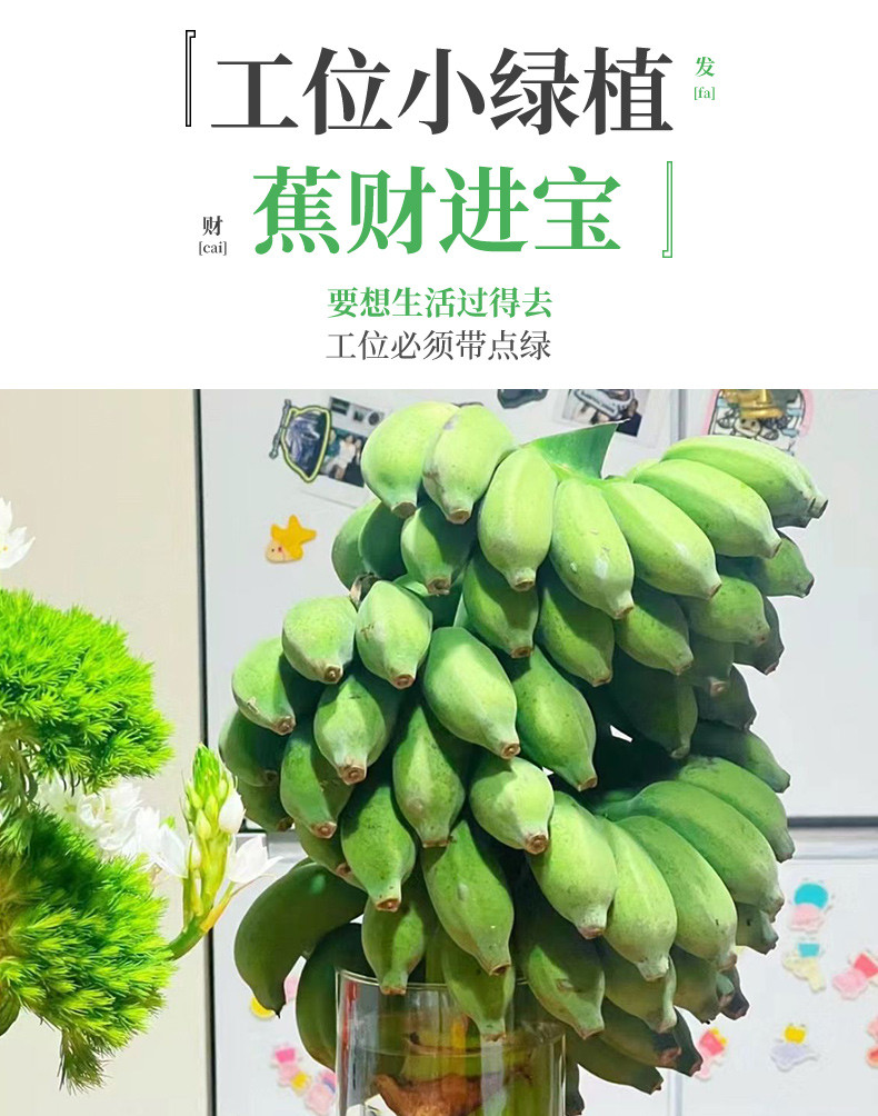 鲜小盼 【帮扶】禁止蕉绿色整串2把蕉 小米蕉办公室绿植可观赏可食用