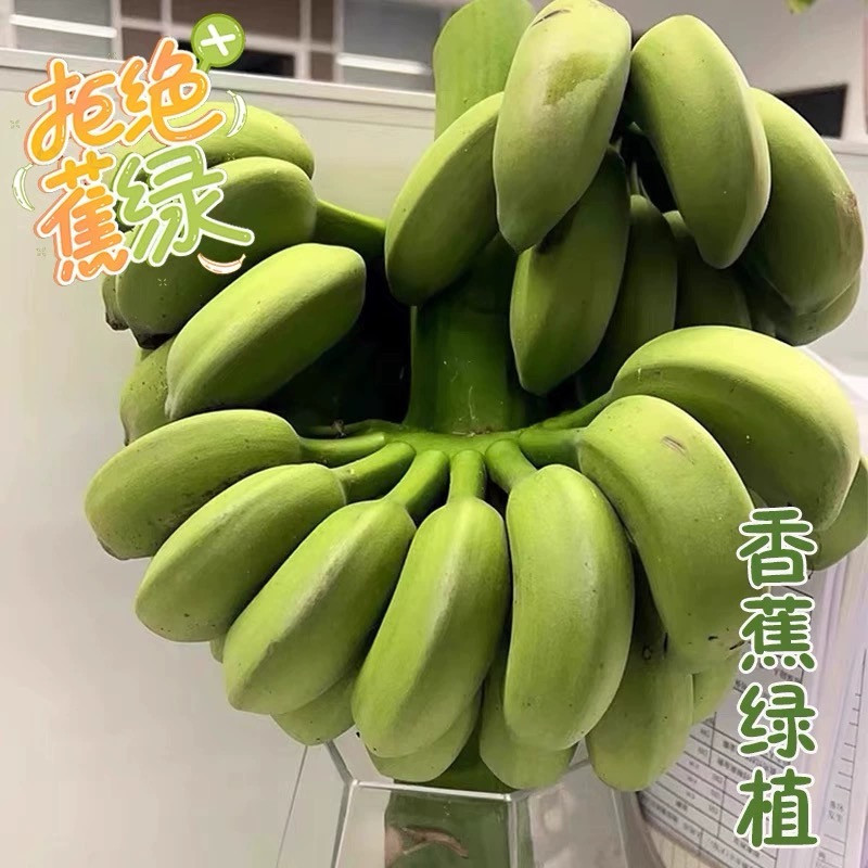 鲜小盼 【助农】禁止蕉绿 小米蕉整串【一把蕉 】办公室绿植可食用