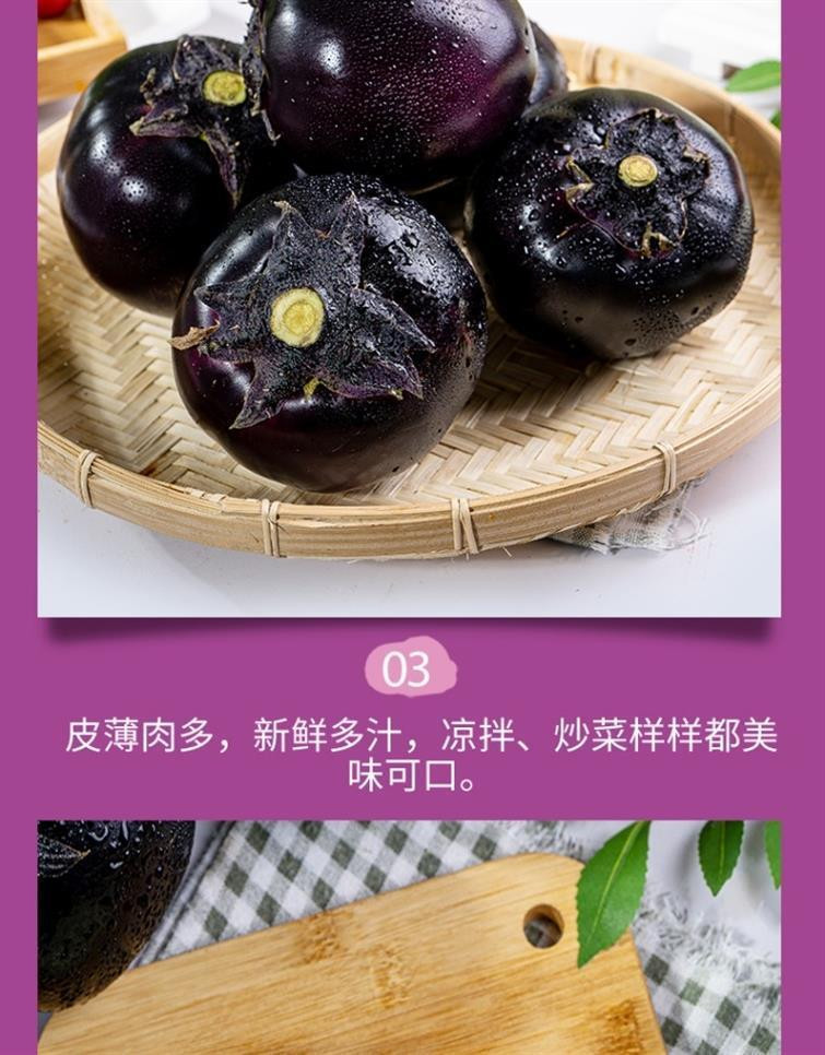 鲜小盼 【助农】新鲜圆茄子9斤 新鲜现摘现发当季蔬菜紫光圆茄子