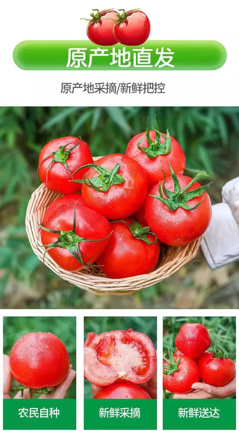 鲜小盼 【助农】正宗沙瓤西红柿 9斤 新鲜美味番茄个大饱满