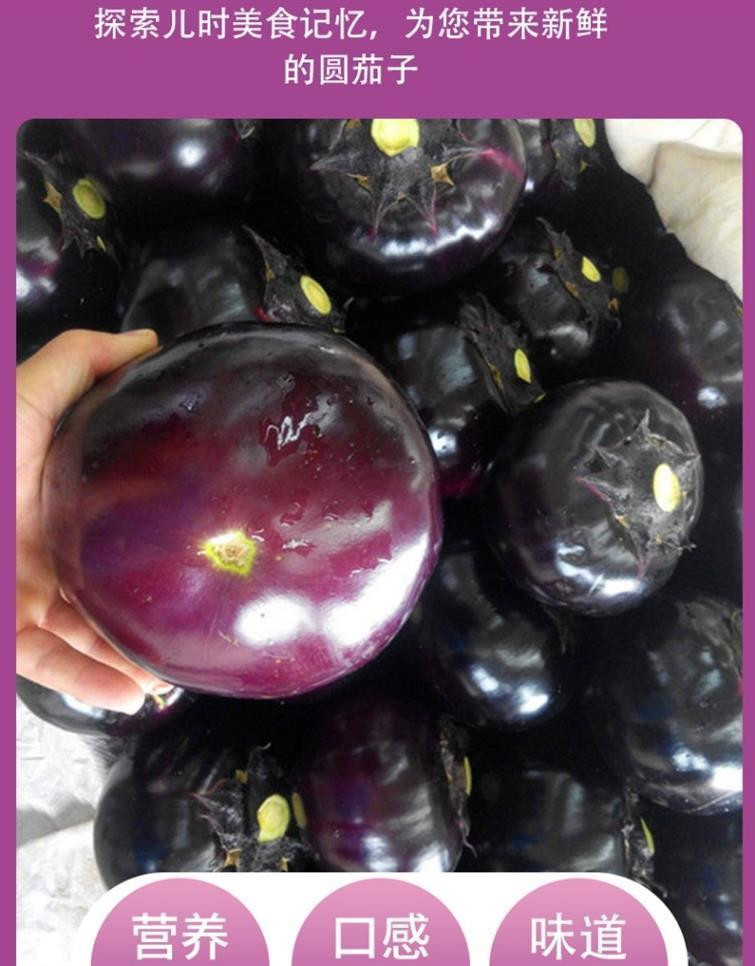 鲜小盼 【助农】新鲜圆茄子9斤 新鲜现摘现发当季蔬菜紫光圆茄子