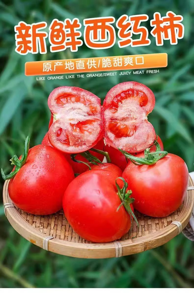 鲜小盼 【助农】正宗沙瓤西红柿 9斤 新鲜美味番茄个大饱满