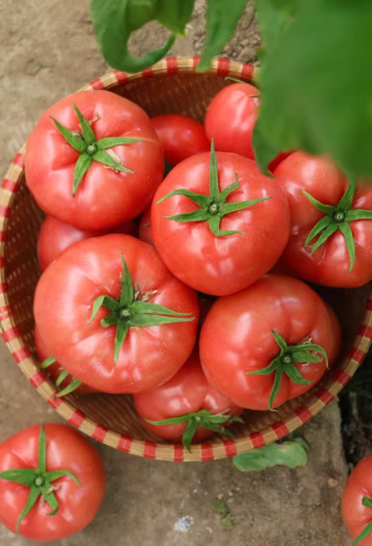 鲜小盼 【帮扶】沙瓤西红柿西红柿 5斤新鲜番茄 新鲜现摘生吃西红柿