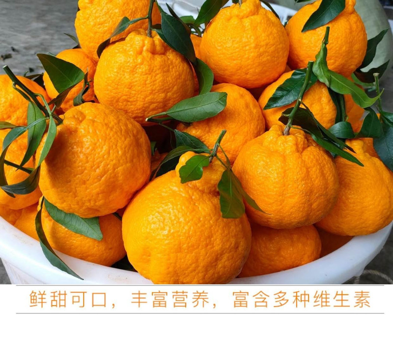鲜小盼 正宗四川不知火丑橘3斤新鲜水果当季粑粑丑八怪柑橘