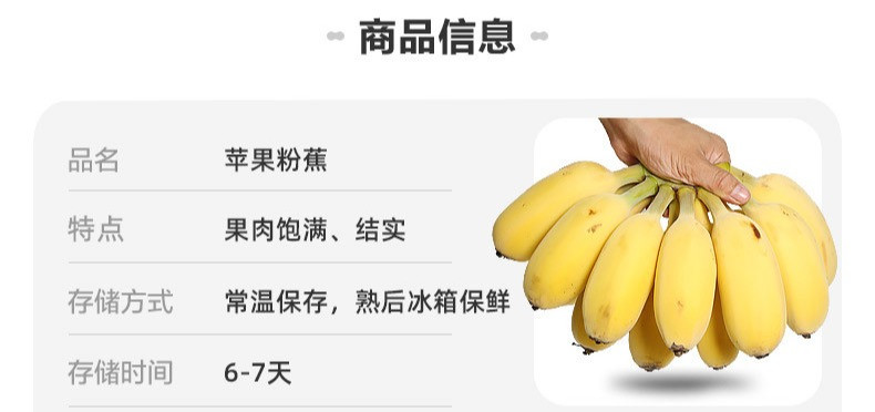 鲜小盼 【助农】禁止蕉绿 小米蕉整串【一把蕉 】办公室绿植可食用