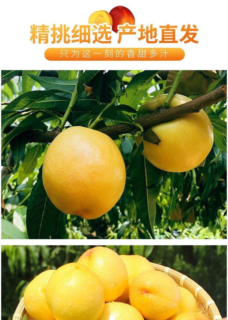 鲜小盼 黄油桃5斤 水蜜桃油桃新鲜现摘现发应季水果超甜可放软吃