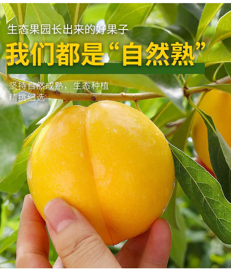 鲜小盼 黄油桃5斤 水蜜桃油桃新鲜现摘现发应季水果超甜可放软吃