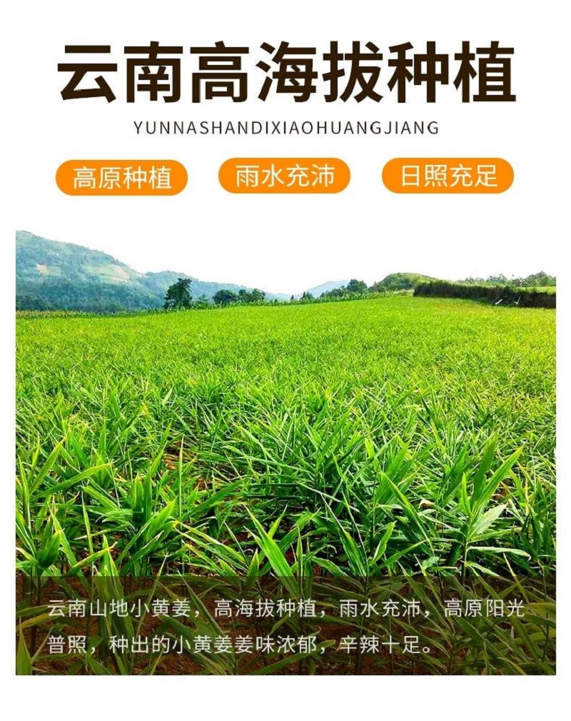 鲜小盼 现挖现发新鲜小黄姜3斤正宗老姜当季蔬菜精品鲜老姜