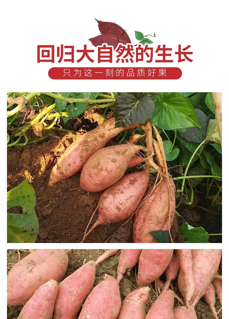 鲜小盼 哈密冰糖薯【5斤】新鲜白心蜜薯糖心红薯超甜沙地白薯粉糯白地瓜