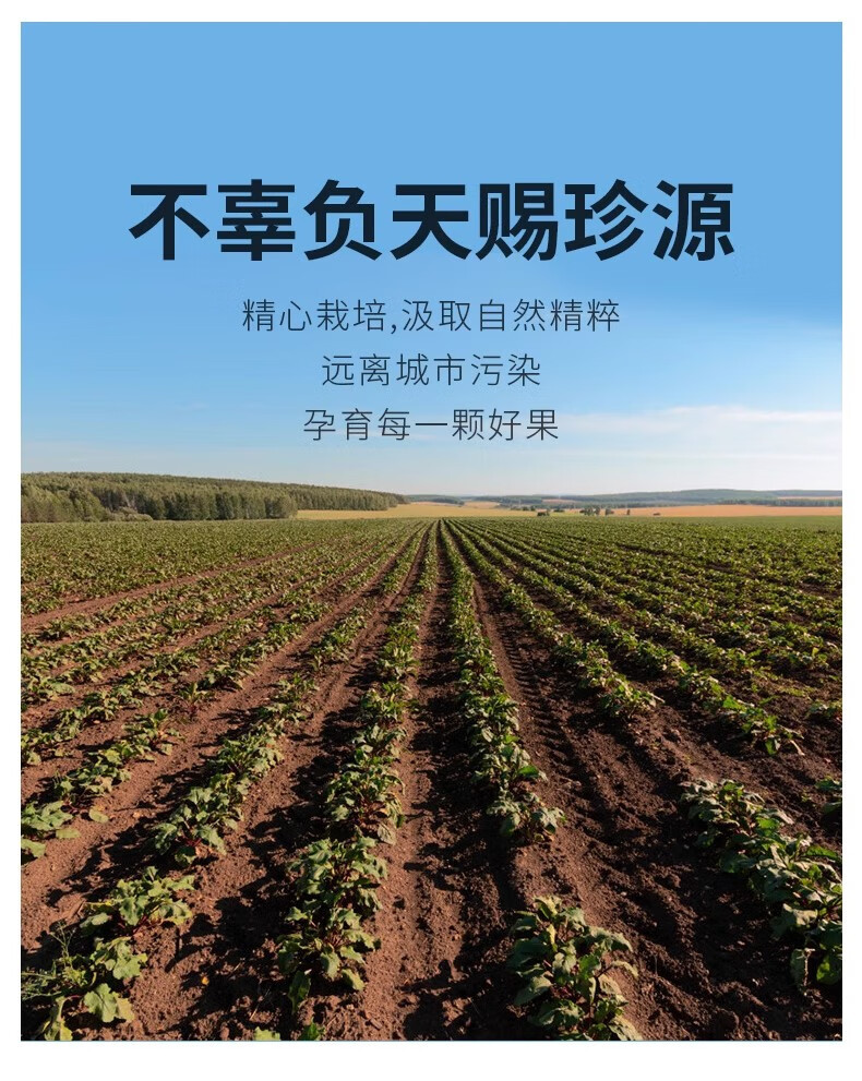 鲜小盼 哈密冰糖薯【5斤】新鲜白心蜜薯糖心红薯超甜沙地白薯粉糯白地瓜