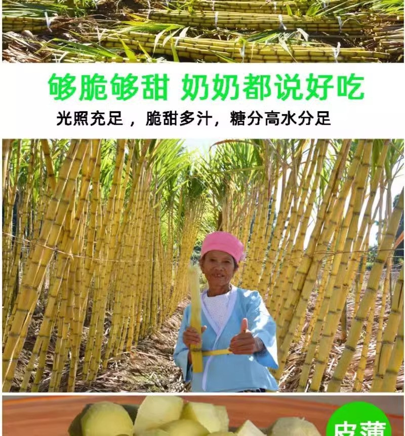 鲜小盼 正宗云南黄金甘蔗9斤 节长中段脆甜黄皮新鲜水果当季现砍