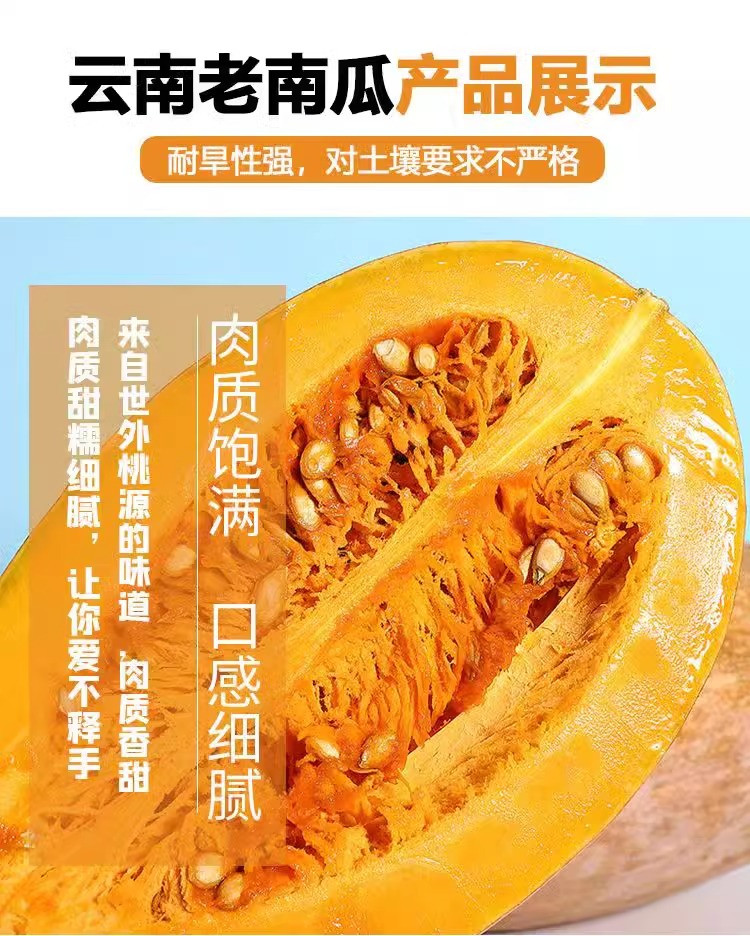 鲜小盼 云南老南瓜3斤粉糯甜黄皮金丝长蜜本瓜农家露天新鲜蔬菜产地直销