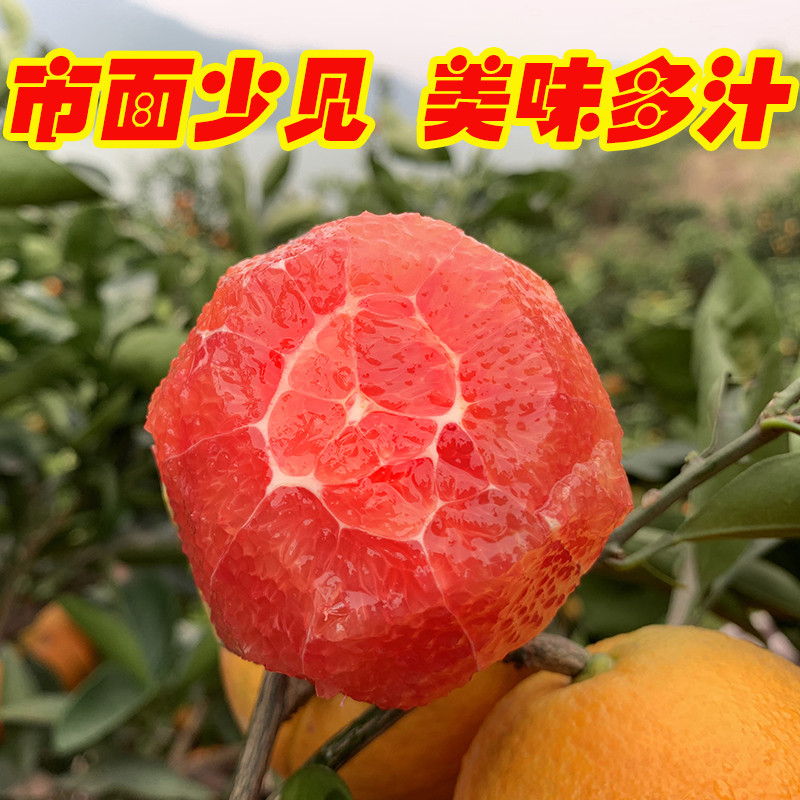晗梅 中华红橙10斤/箱