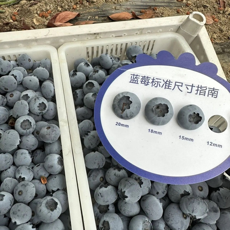 农家自产 云南蓝莓 正宗优瑞卡15+ [4盒/500g克]