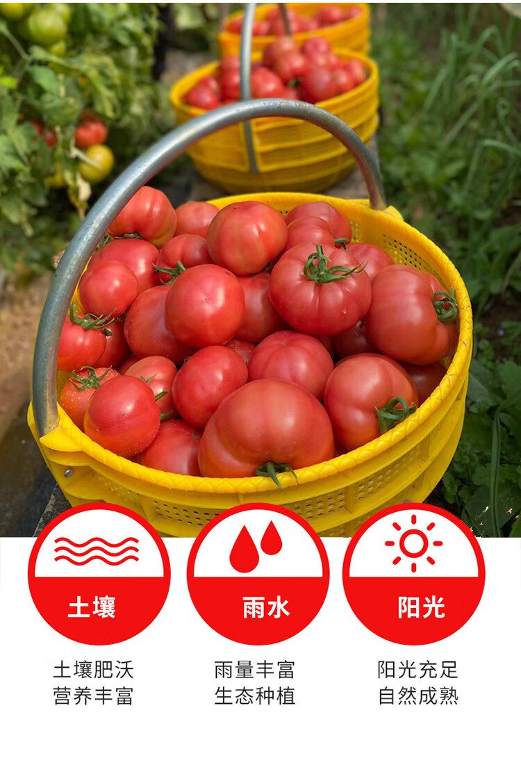 农家自产 普罗旺斯番茄4-4.5斤大果