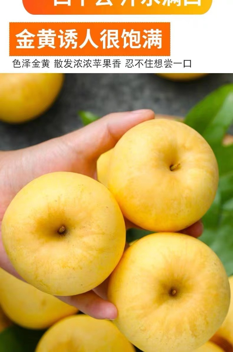 挑剔虎 维纳斯黄金苹果新鲜现摘脆甜多汁净重4.5斤