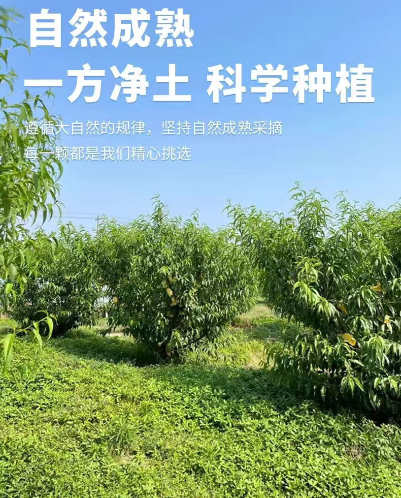 张立旺 邱县水蜜桃