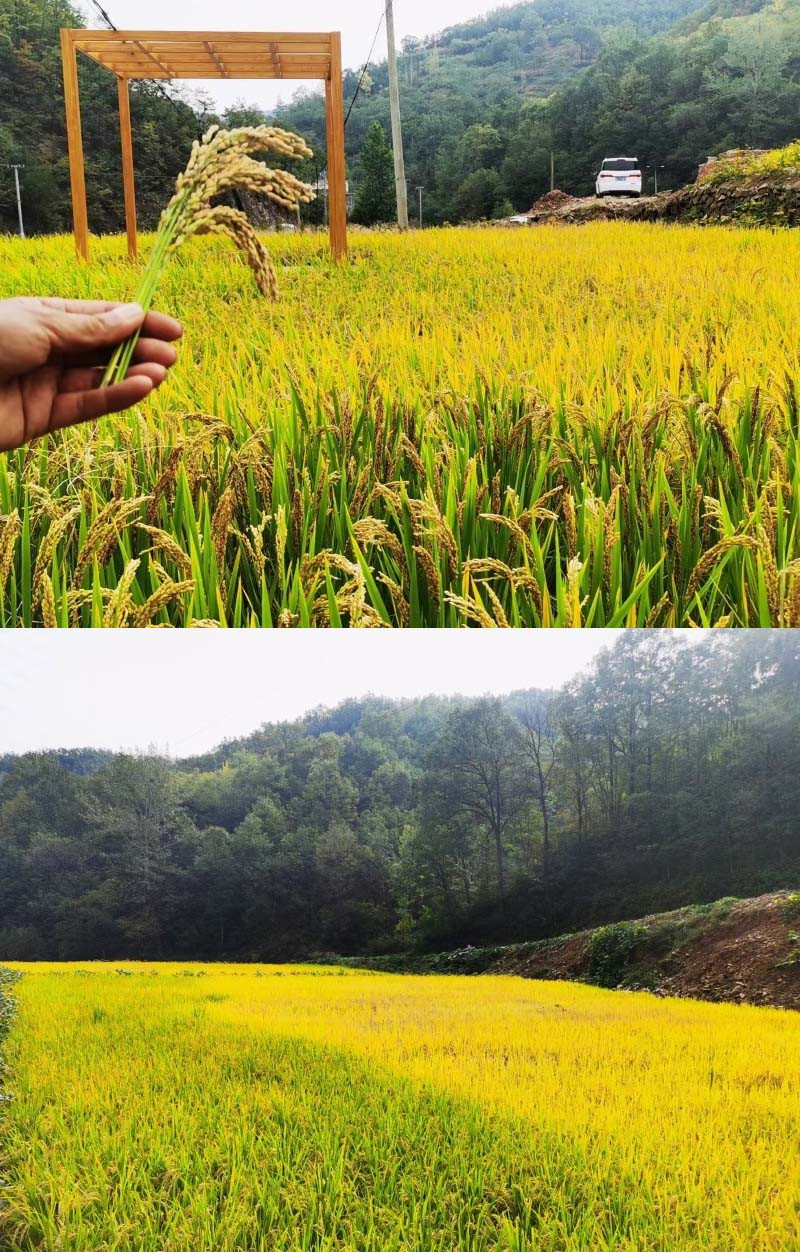 洛阳农品 手绘小镇 农家大米5kg嵩县绿色生态农家稻香米