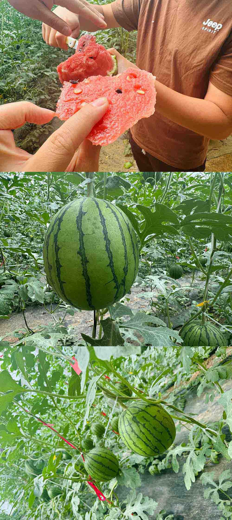  洛阳农品 农家自产 2k麒麟小西瓜5-6斤（精品瓜）果园现摘新鲜水果西瓜