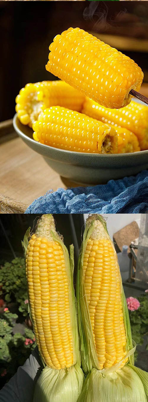  洛阳农品 农家自产 新鲜水果玉米2.5kg当季现摘甜玉米嫩玉米