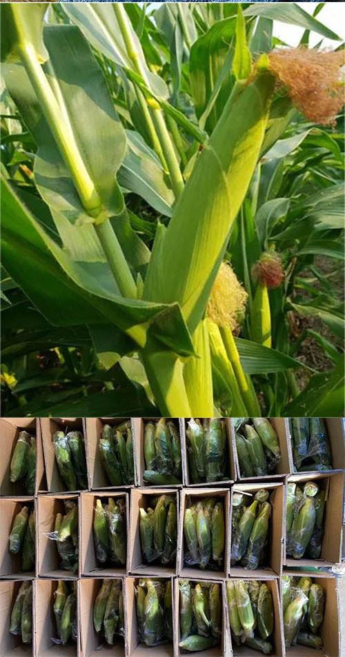  洛阳农品 农家自产 新鲜水果玉米2.5kg当季现摘甜玉米嫩玉米