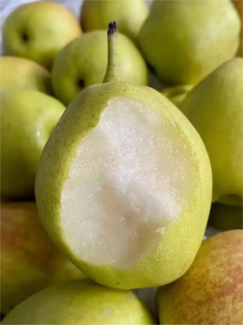  洛阳农品 农家自产 库尔勒香梨5斤（精品果）新鲜脆甜水果梨