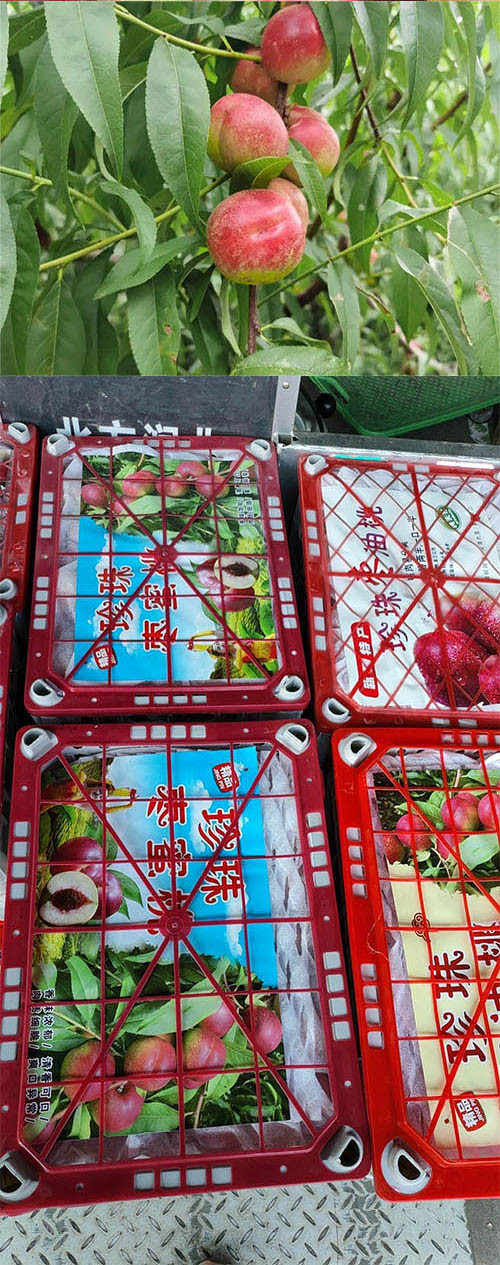  洛阳农品 农家自产 珍珠油桃5斤现摘新鲜水果脆甜桃子
