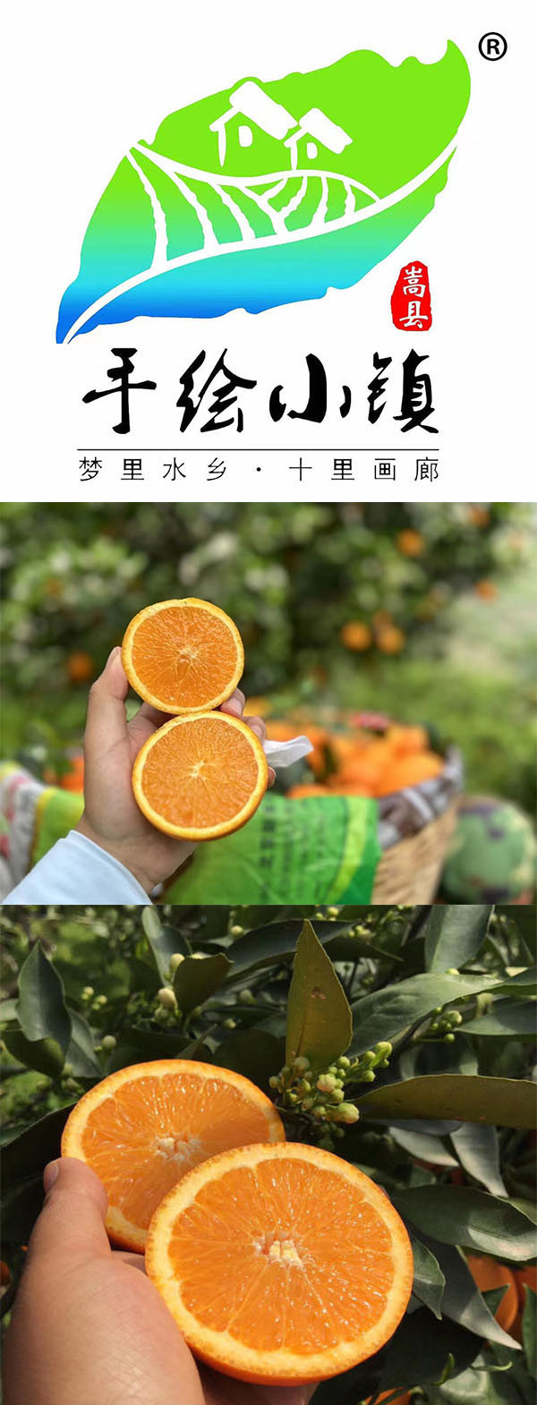  洛阳农品 农家自产 赣南脐橙5kg（精品果）新鲜现摘当季水果橙子