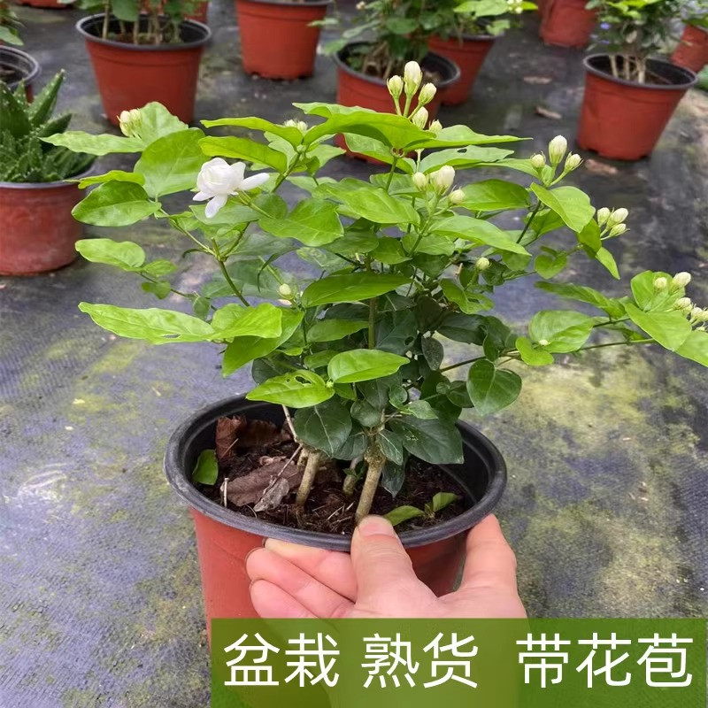 农家自产 广西横州茉莉花盆栽1年苗高20-25cm