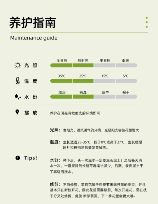 农家自产 广西横州茉莉花盆栽1年苗高20-25cm