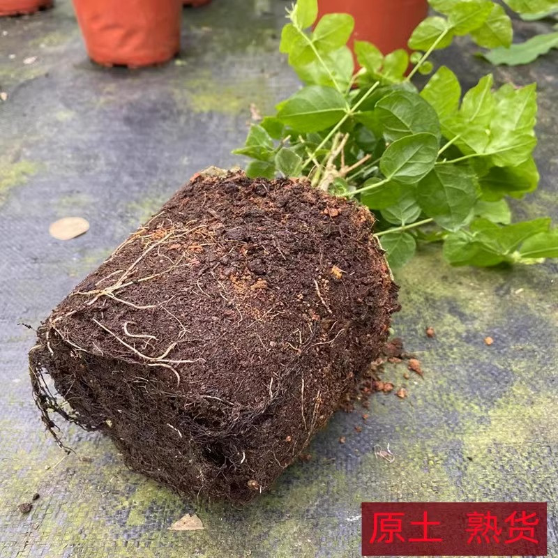 农家自产 广西横州茉莉花盆栽1年苗高20-25cm