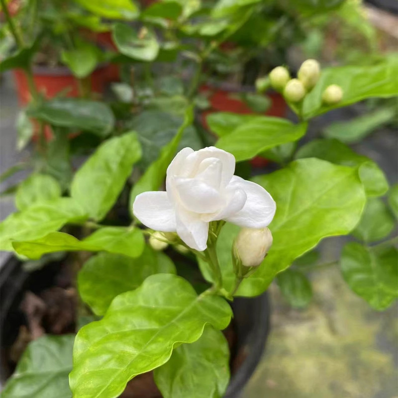 农家自产 广西横州茉莉花盆栽1年苗高20-25cm