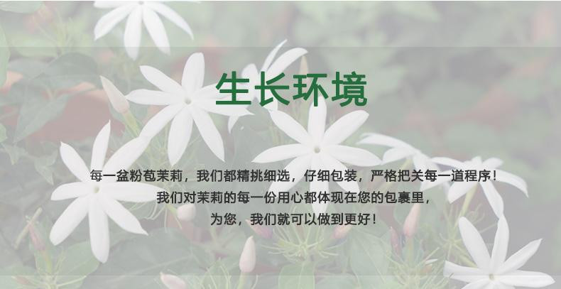 农家自产 横州粉苞茉莉花