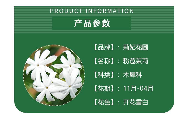 农家自产 横州粉苞茉莉花