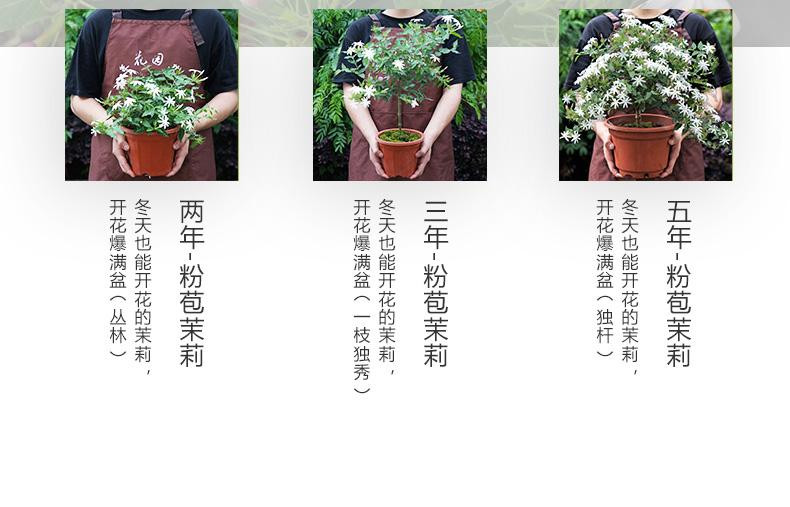 邮政农品 横州粉苞茉莉花