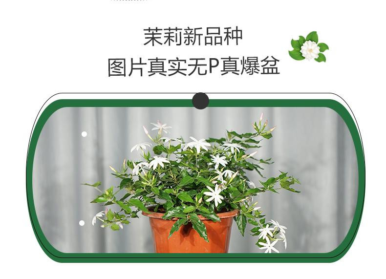 邮政农品 横州粉苞茉莉花