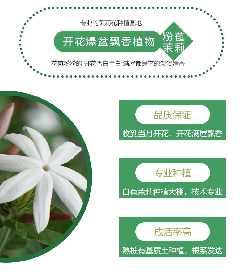 农家自产 横州粉苞茉莉花