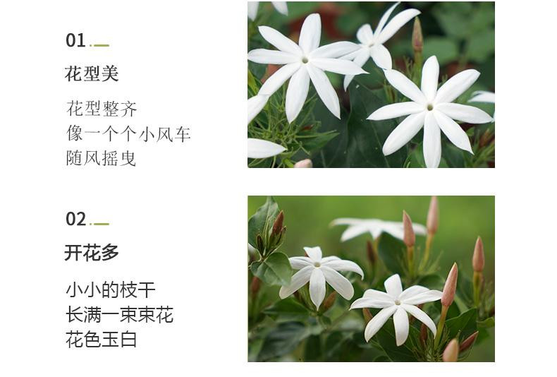 农家自产 横州粉苞茉莉花