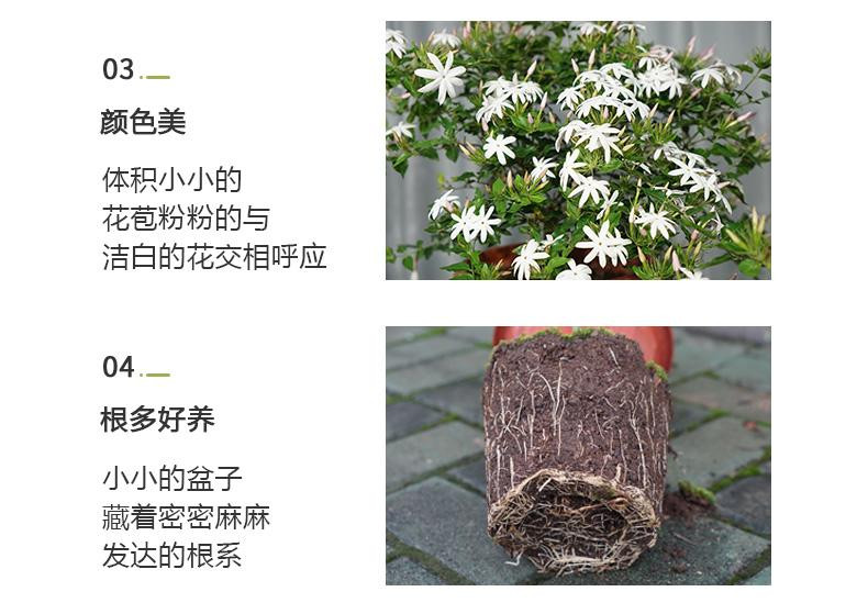 邮政农品 横州粉苞茉莉花