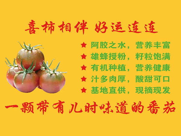 荣食康 喝东阿水长大的新鲜铁皮草莓柿子