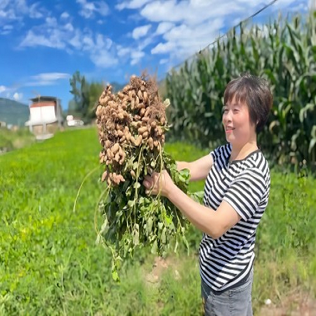 农家自产 【会员享实惠】芦山龙门花生500g起