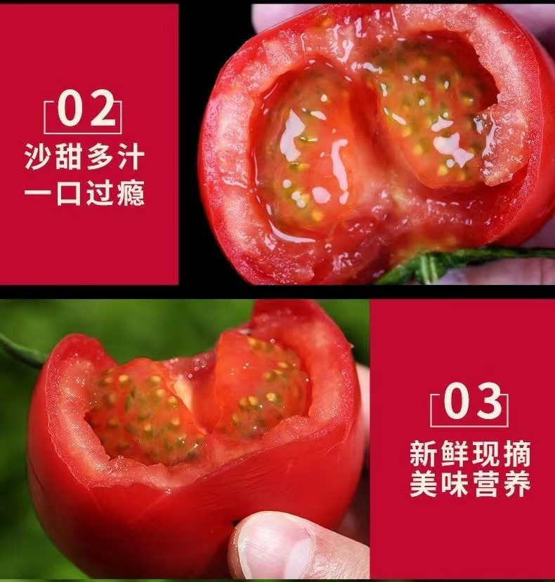 沃丰沃 新鲜普罗旺斯西红柿【2斤】现摘现发沙瓤水果番茄新鲜生吃西红柿