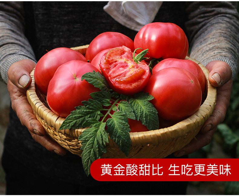 沃丰沃 【9斤】沙瓤西红柿酸甜爽口新鲜水果番茄现摘现发