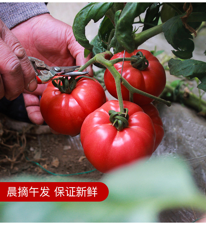 沃丰沃 沙瓤西红柿酸甜爽口【9斤】新鲜水果番茄现摘现发