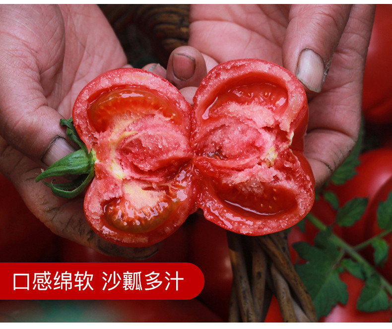 沃丰沃 沙瓤普罗旺斯西红柿酸甜爽口【9斤】新鲜水果番茄现摘现发