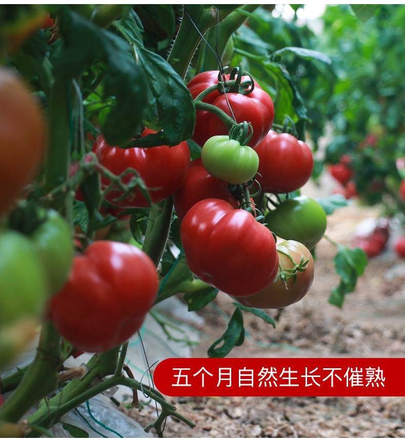 沃丰沃 沙瓤西红柿酸甜爽口【9斤】新鲜水果番茄现摘现发