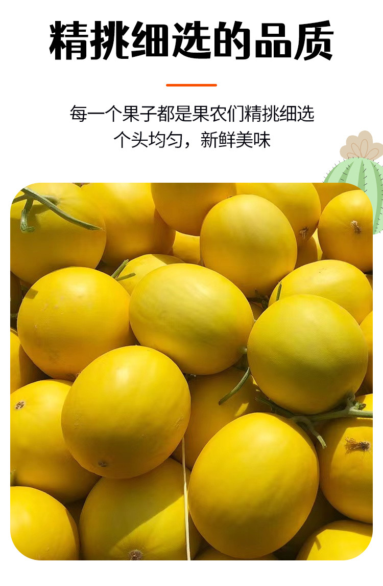 沃丰沃 【助农】陕西黄河蜜甜瓜2斤新鲜水果沙漠红金宝香瓜当季密瓜