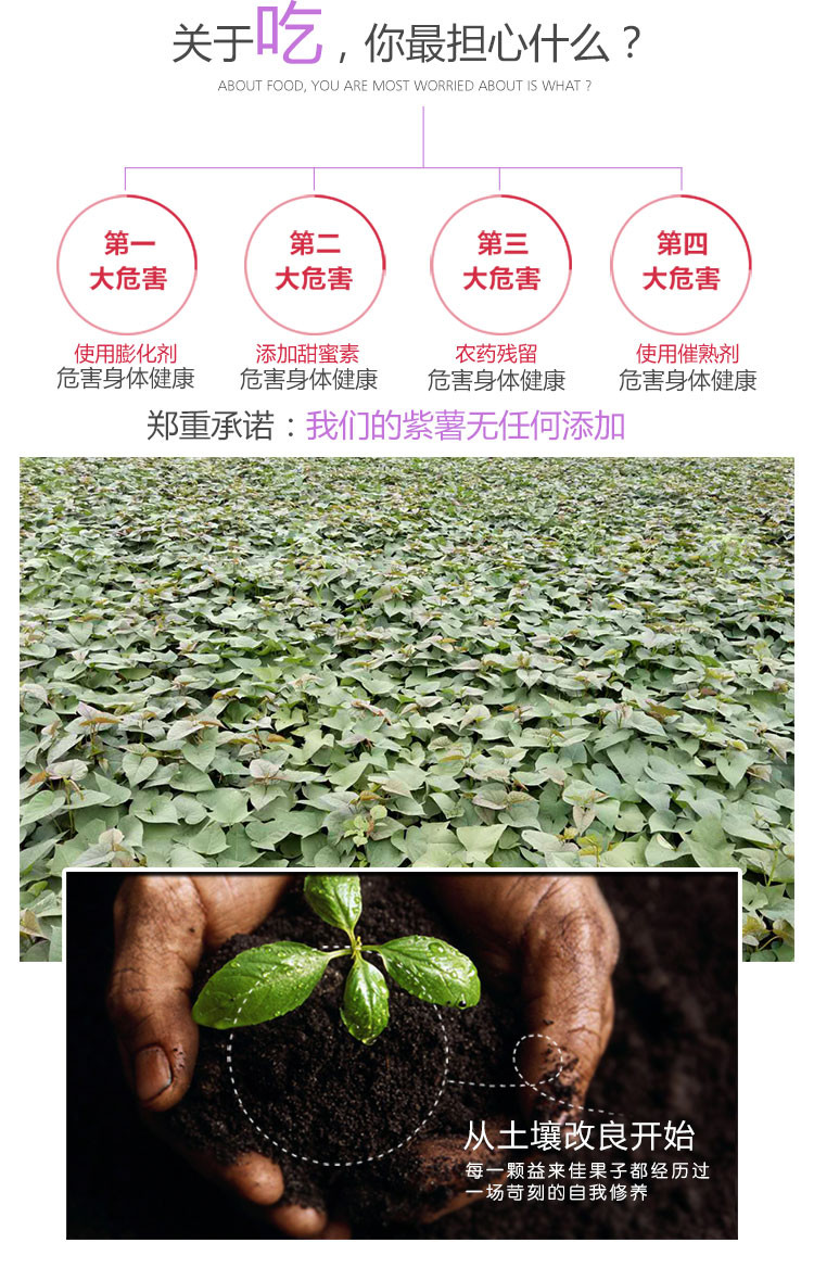 沃丰沃 新鲜紫薯地瓜【5斤】糖心皮薄易剥农家自种蔬菜批发